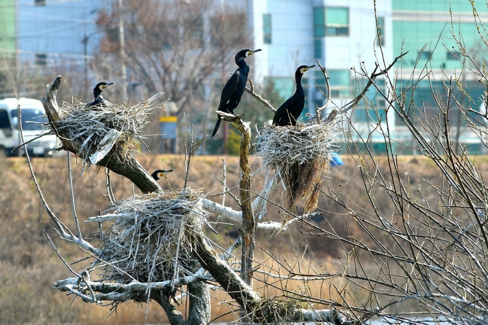 춘천시가 상고대 명소인 소양강 버드나무 군락지와 이를 위협하는 민물가마우지가 상생할 수 있는 방안을 찾기로 했다. 사진은 소양강 민물가마우지 모습. 춘천시청 제공
