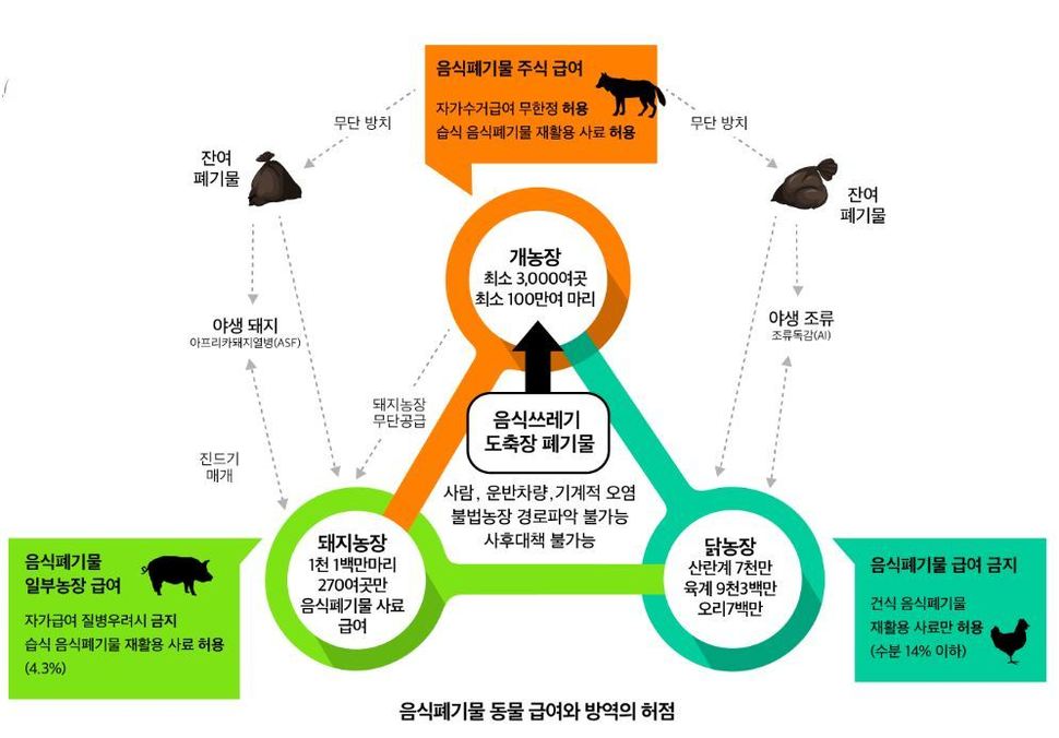 개농장에서 음식폐기물을 수거·급여·무단 폐기하는 모든 과정에서 오염원이 기계적 오염으로 무차별 확산되며 돼지농장과 닭농장의 방역망은 와해된다.