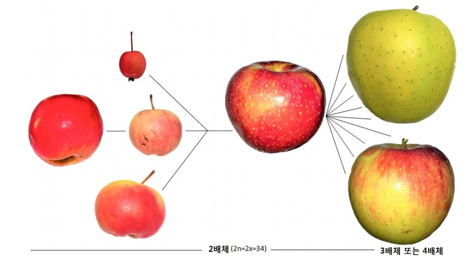 사과의 작물화 과정. 왼쪽은 오늘날 모든 사과의 기초가 된 4종의 야생사과이다. 이 야생사과를 낳은 것은 거대 초식동물이었다. 오른쪽은 이를 바탕으로 인류가 지난 2000년 동안 다양한 품종으로 개량한 사과를 나타낸다. 슈펭글러 (2019) ‘식물학 최전선’ 제공.