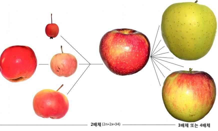 사과는 멸종한 거대 초식동물이 만들었다