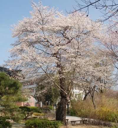 대구 남산동 대구대교구청의 안익사 옆에 있는 왕벚나무. 에밀 타케 신부가 1922년 성유스티노신학교에 부임한 뒤 심은 제주산으로 확인됐다. 대구대교구청 제공