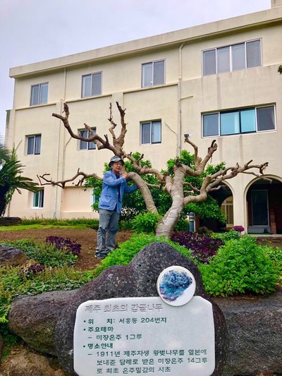 제주 서귀포 서홍동에 유일하게 남아 있는 에밀 타케 신부의 온주밀감을 살펴보고 있는 정홍규 신부. 고사 위기여서 안타깝게 하고 있다. 사진 다빈치 제공