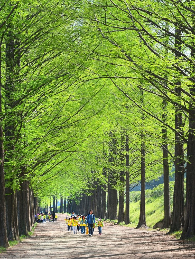 전남 담양의 메타세쿼이아 가로수길. 하늘로 치솟은 아름드리 나무의 풍광이 아름다워 사철 관광객이 붐빈다.  담양군청 제공