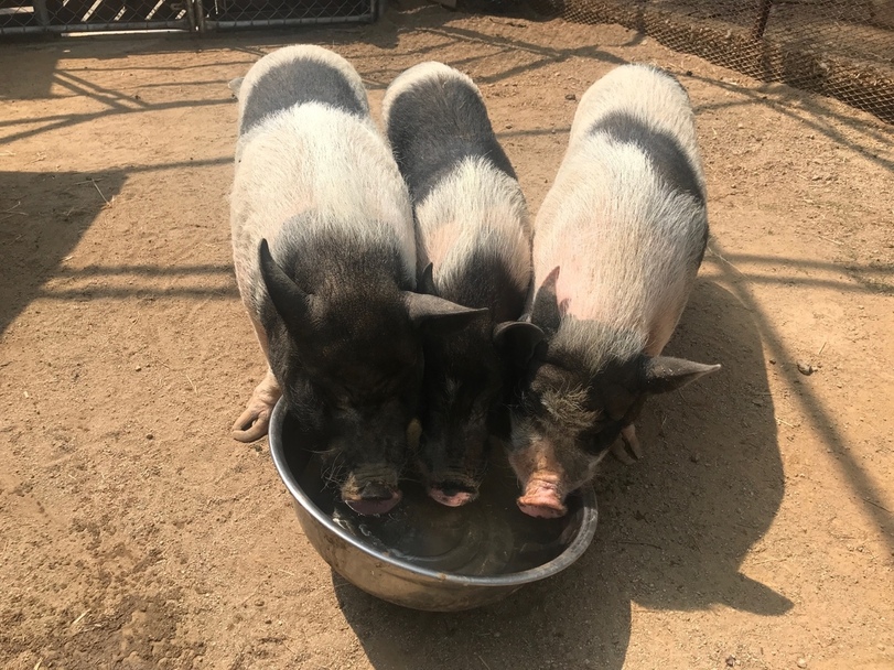 왼쪽부터 릴리, 쟈스민, 로즈. 김진희 교육연수생