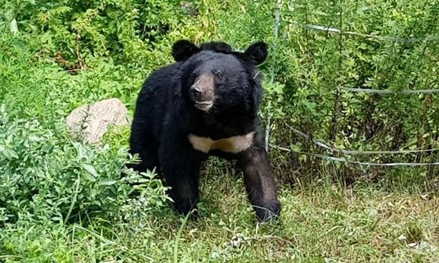 이번엔 금오산…‘탐험가’ 반달곰 KM-53, 공존 대책은?