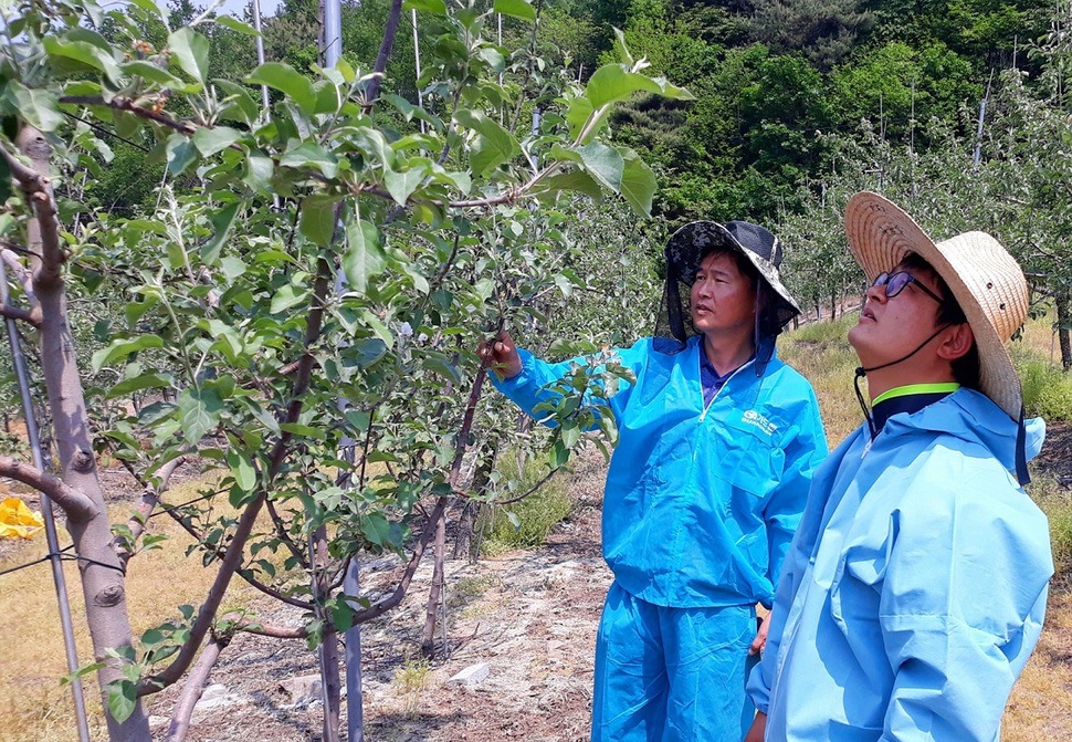 충북도 농업기술원 관계자 등이 지난달 과수 화상병이 발병한 농가 등의 과수를 살피고 있다. 충북도 농업기술원 제공