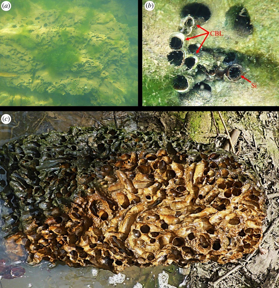 돌 먹는 배좀벌레조개로 인해 침식된 석회암 암반(a). 바위에 뚫은 구멍에 나와 있는 조개의 입수공과 출수공(b). 배좀벌레조개가 뚫어놓은 수많은 터널이 어지러운 석회암 암반. 침식을 통해 결국 하천 유로가 변경될 수도 있다(c). 루벤 쉽웨이 외 (2019) ‘영국 왕립학회보 생물학’ 제공.