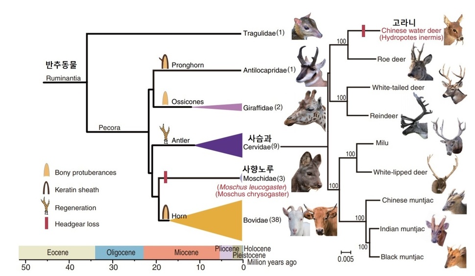 반추동물의 계통도. 뿔의 진화는 한 번 일어났으며, 사향노루(Moschdae)와 고라니(Hydropotes inermis)는 뿔 없는 상태로 독립적인 진화를 했음을 보여준다. 왕 외 (2019) ‘사이언스’ 제공.