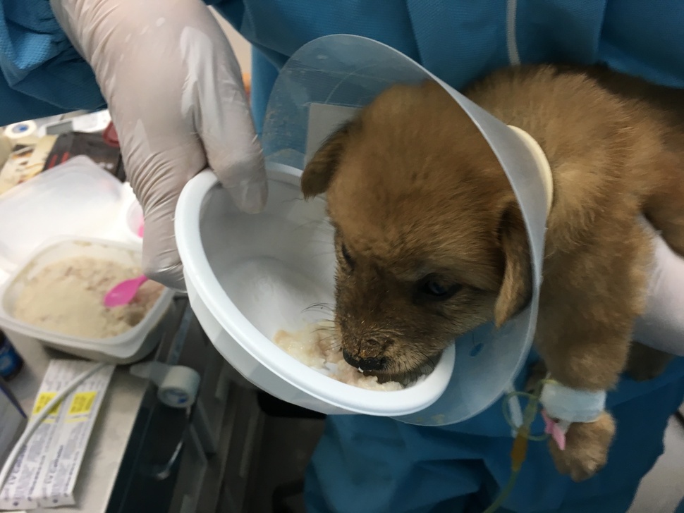 활동가들이 매일 죽배달을 오고 있다. 기특하게도 잘 먹어주는 뿌꾸와 새끼들. 사진 동물권행동 카라