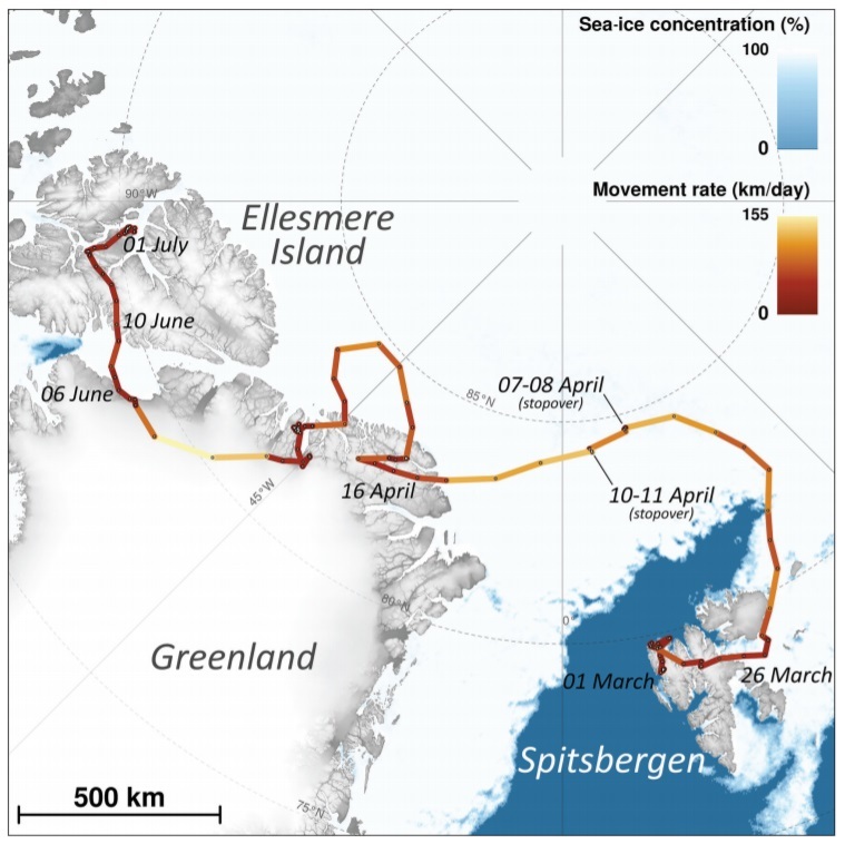 어린 암컷 북극여우가 3월 1일 노르웨이 스피츠베르겐(오른쪽 끝)을 떠나 그린란드를 거쳐 7월 1일 캐나다 엘즈미어 섬에 도착하기까지의 경로(갈색). 옅은 색일수록 이동 속도가 빠르며, 그린란드 빙상 위에서 가장 빨랐다. 에바 푸글라이 등 (2019) ‘극지 연구’ 제공.