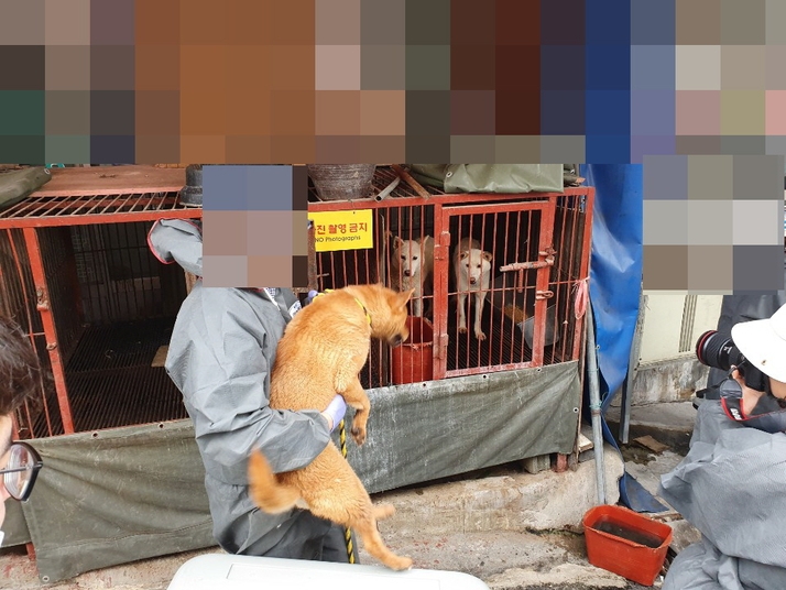 1일 부산 북구 구포 개시장에 동물보호단체 회원이 식용 개 판매업소 쇠 우리에 갇혀 있던 개를 구조하고 있다.