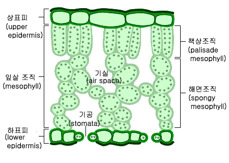 식물 잎 구조.