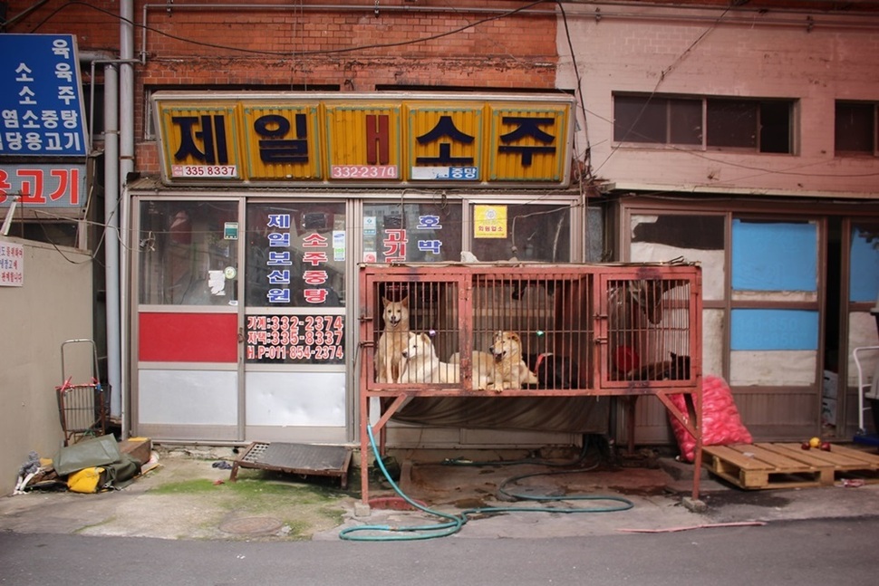 개소주 집 앞에 ‘진열’돼 있던 개들.