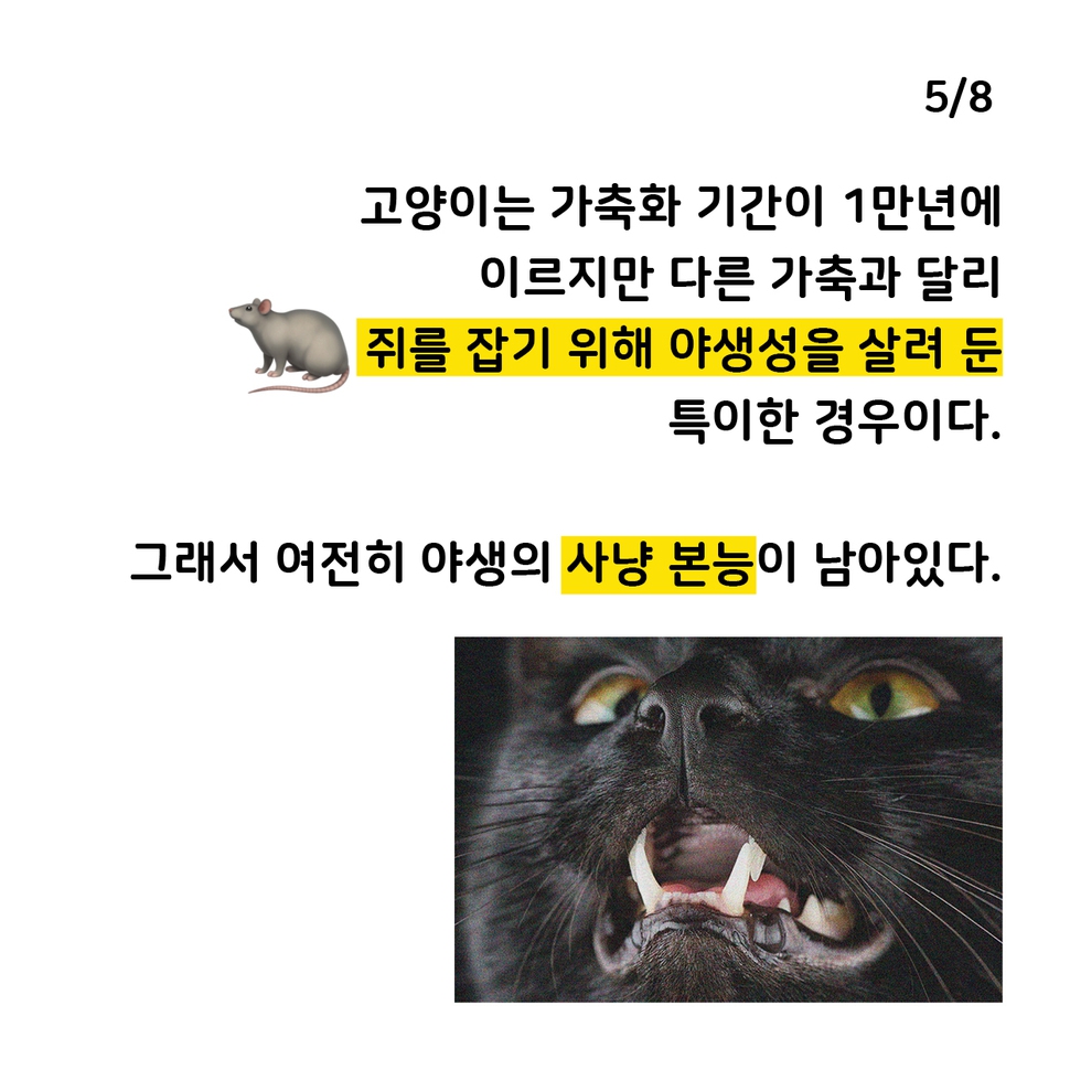 애니멀피플