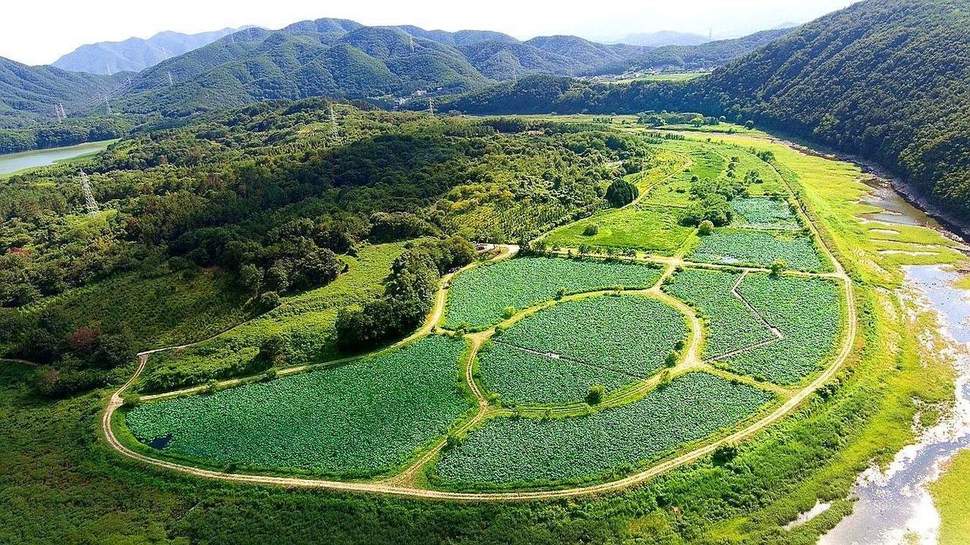 울산 회야댐 상류 생태습지 전경.  울산시 제공