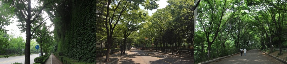왼쪽부터 ‘서울 여름 녹음길’ 220곳으로 선정된 용산구 소월길, 양천구 목동동로1길, 서대문구 안산숲길 서울시 제공