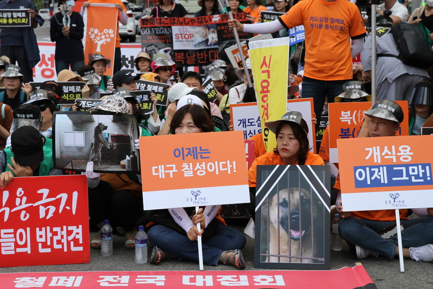 7월12일 동물단체들의 칠성 개시장 철폐 요구 집회 이후 권영진 대구시장은 17일 간부회의를 통해 개시장 정리 방안을 지시했다.