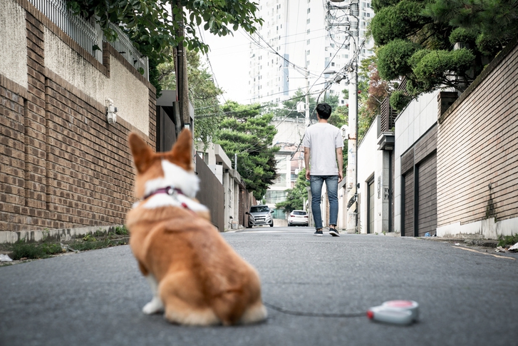 사랑받지 못한 개들, 평상시 학대를 당한 개들에게 세상은 위험한 곳이며 낯선 사람도 자기를 해칠 것으로 생각한다. 그래서 개는 사람을 공격한다. 게티이미지뱅크