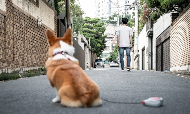 개물림 사고에 대처하는 자세…견주 처벌이 우선이다