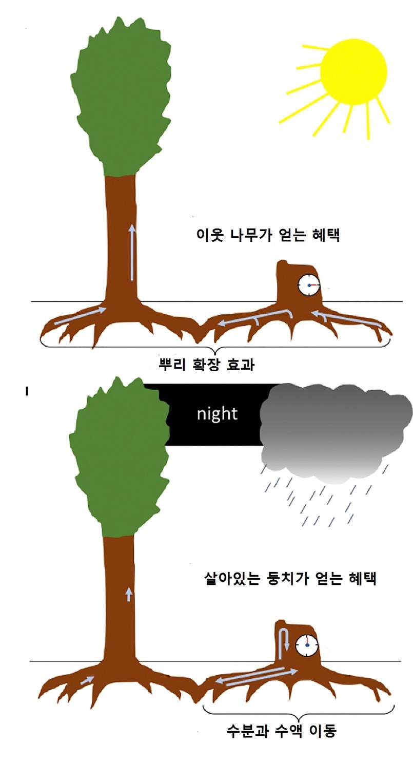 뿌리로 연결된 두 카우리나무 사이의 수분과 수액 이동 얼개. 시배스천 루징거 등 (2019) ‘아이사이언스’ 제공