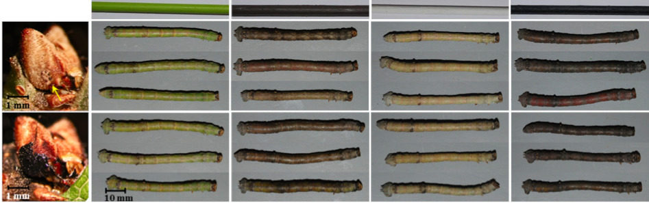 눈을 가리지 않은 애벌레(위)와 가린 애벌레가 다양한 색깔의 나뭇가지에 어떻게 적응했는지 알려주는 실험 결과. 거의 차이가 없다. 에이미 이콕 제공.
