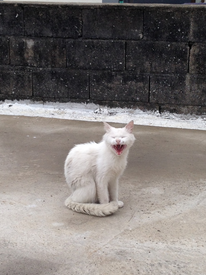 어느 날 갑자기 하늘에서 뚝 떨어진 흰 고양이. 히끄에게 무슨 일이 있었던 걸까?