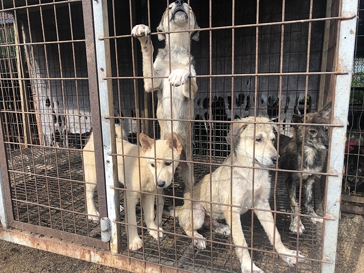 경남 통영시 개도살장. 몽둥이에 맞아 처참하게 죽임 당하는 개들을 목격하며 살고 있지만 아직 어린 개들은 낯선 사람을 반긴다