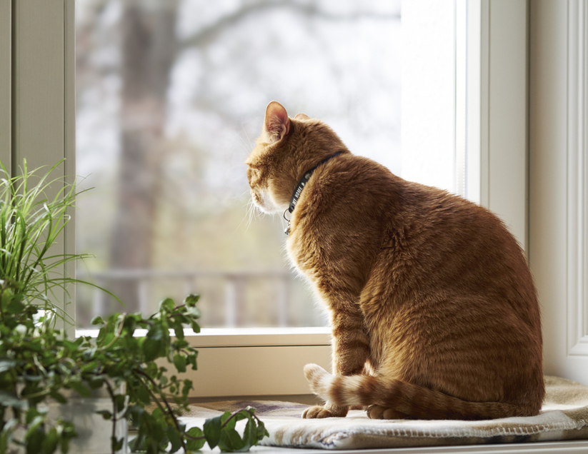 고양이의 삶이 단조롭지 않으려면 창문을 통해 다양한 모습을 관찰할 수 있어야 한다. 클립아트코리아