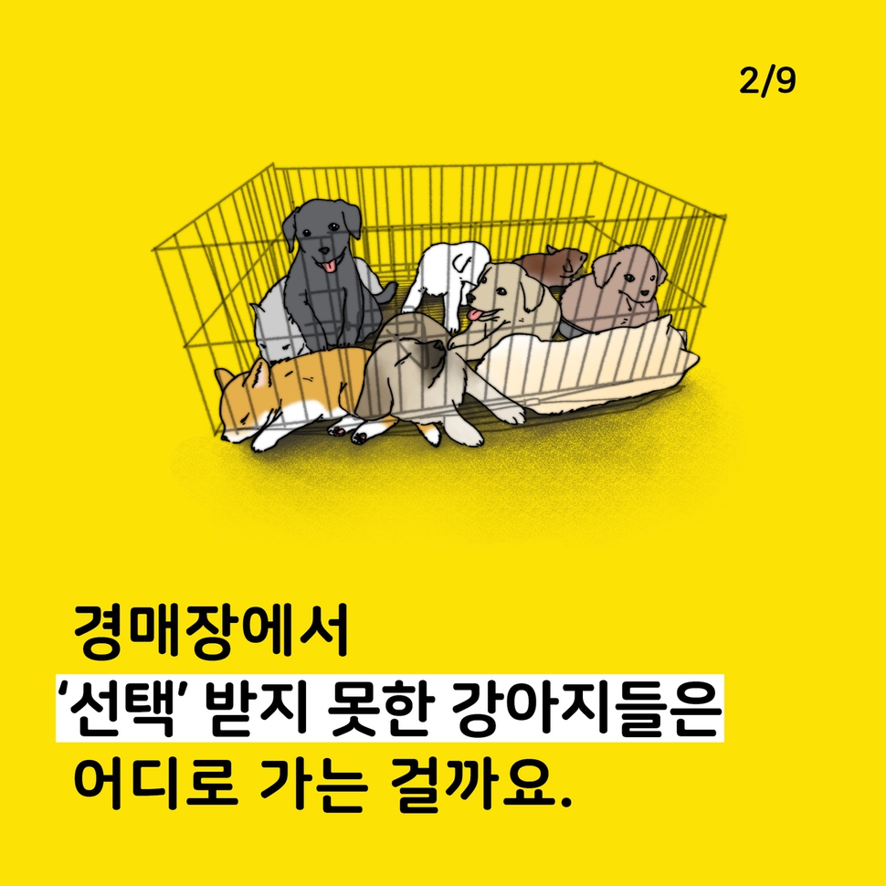 애니멀피플