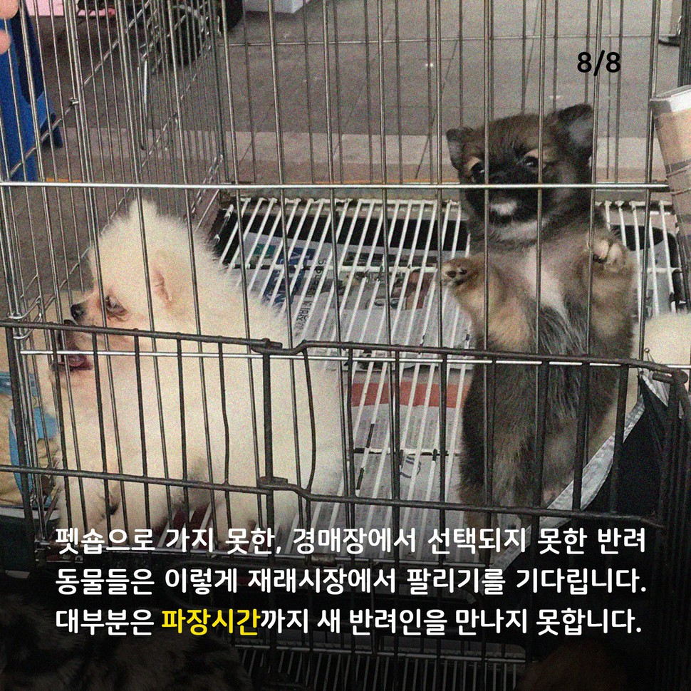 애니멀피플