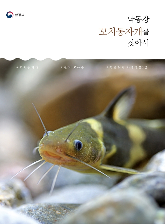 천연기념물 제455호이며, 멸종위기 어종 1급인 꼬치동자개(빠가사리). 환경부는 지난해 생태조사 때 자호천 상류에서 이 꼬치동자개를 발견했다.