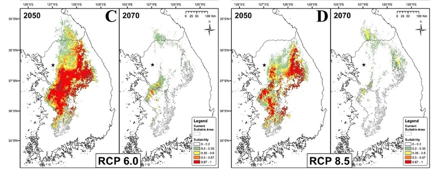 온실가스 감축이 ‘어느 정도’ 이뤄지는 시나리오(C)와 특별한 감축이 이뤄지지 않을 경우(D) 이끼도롱뇽의 서식지 변화. 볼체 외 (2019) ‘사이언티픽 리포트’ 제공.