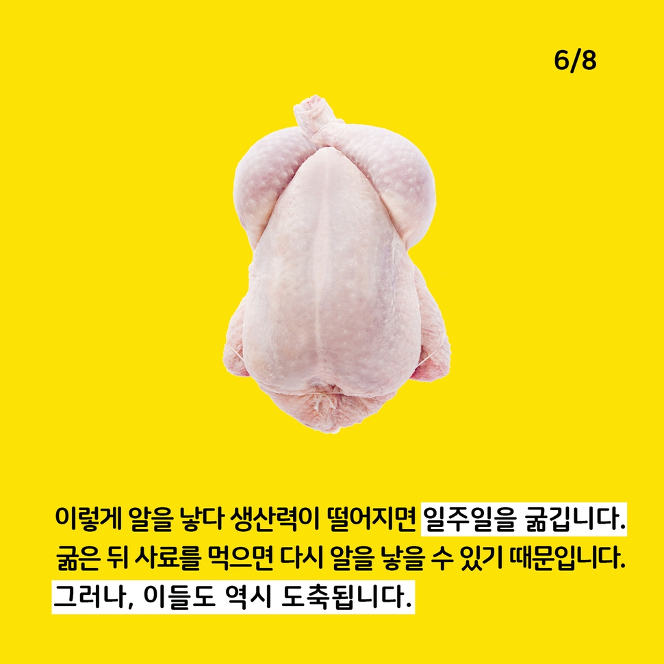 애니멀피플