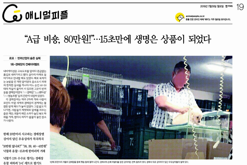 지난 7월29일치 〈한겨레〉 지면에 보도된 ‘반려산업의 슬픈 실체’ 1회-경매장의 컨베이어벨트.