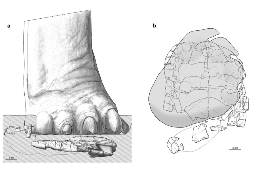 용각류 발에 밟힌 바다거북이 으깨져 일부는 남고 나머지는 아래 퇴적층으로 밀려들어 간 모습 상상도(a). 위에서 바라본 모습(b). 크리스티안 퓐트너 외 (2019) ‘스위스 지구과학’ 제공.