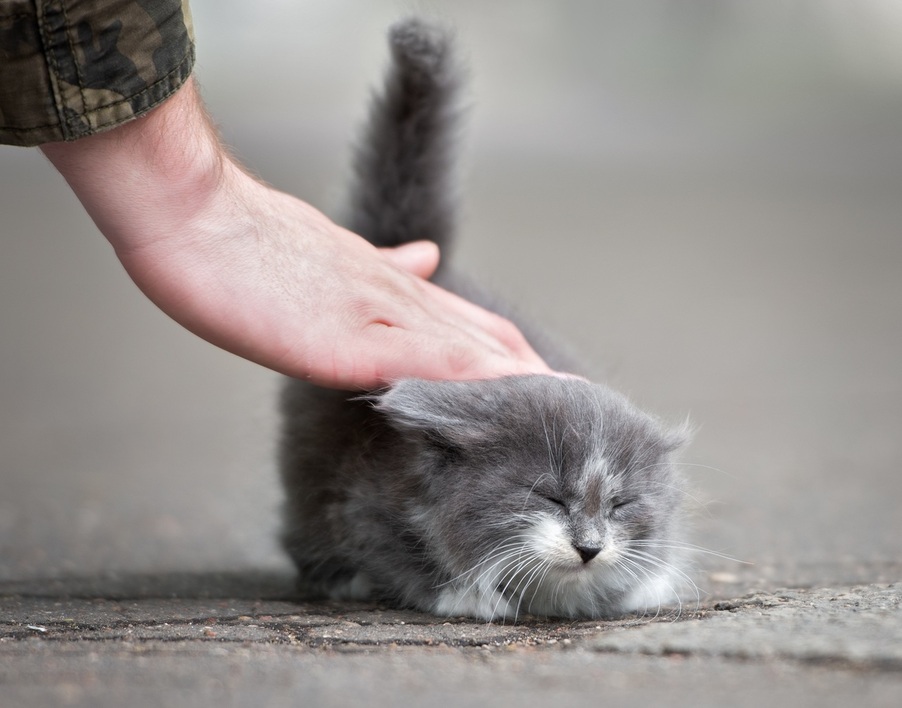 고양이는 엉덩이를 들고 꼬리를 세워 친근함을 표시한다. 야생동물 때부터 간직한 냄새를 통한 사회적 소통이라는 설명이 유력하다. 게티이미지뱅크