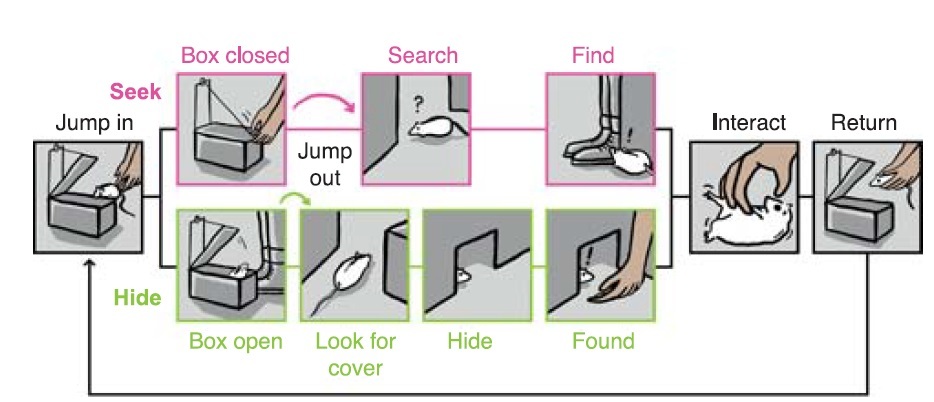 쥐와 실험자의 1대 1 숨바꼭질 실험 얼개. 위는 찾기(술래) 놀이이고 아래는 숨기 놀이 방식이다. 라인홀트 외 (2019) ‘사이언스’ 제공.