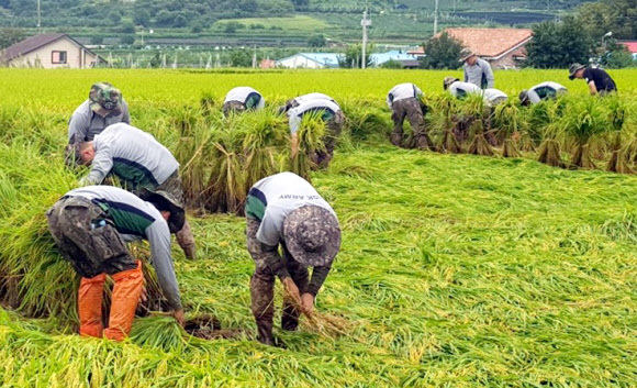 10일 오전 충북 영동군 소이면 들녘에서 육군 37사단 장병들이 태풍으로 쓰러진 벼를 세우고 있다. 육군 제공