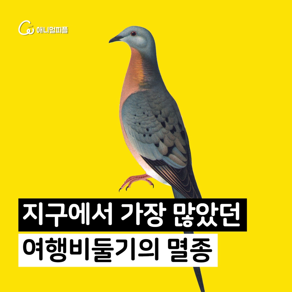 애니멀피플