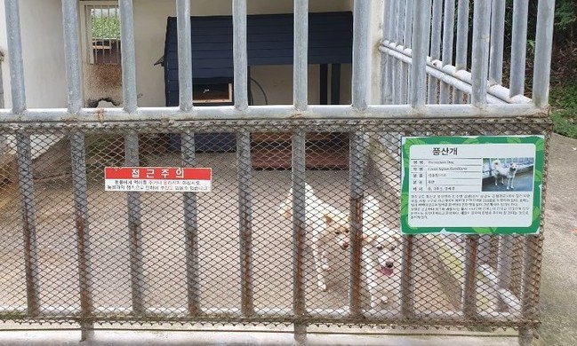 광주 동물원 사육장에서 생활하는 북한산 풍산개 새끼 ‘별이’