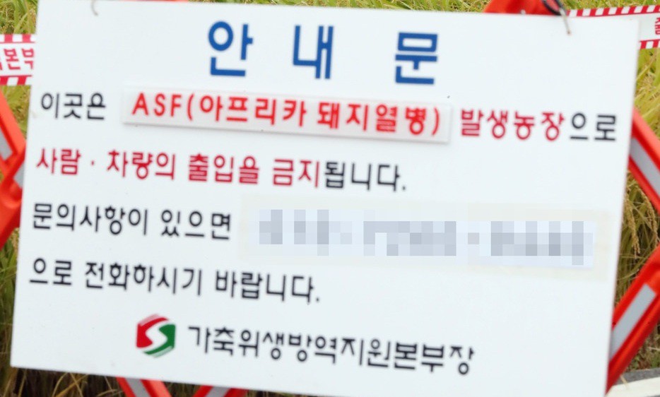 “인천 강화군 돼지 모두 살처분”…3만8천마리 규모