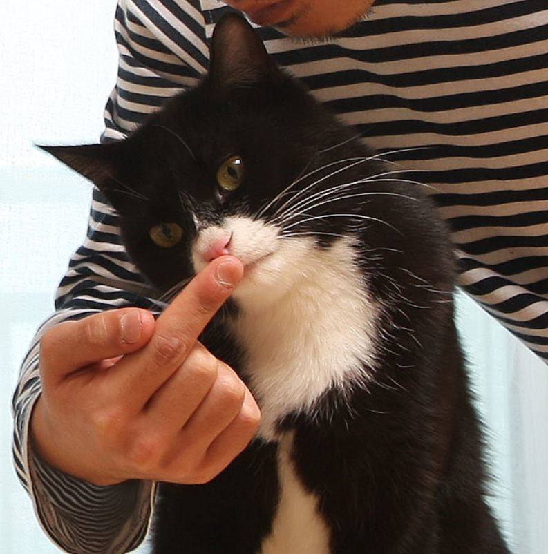 고양이와 집게 손가락 인사를 했다. 박미향 기자 