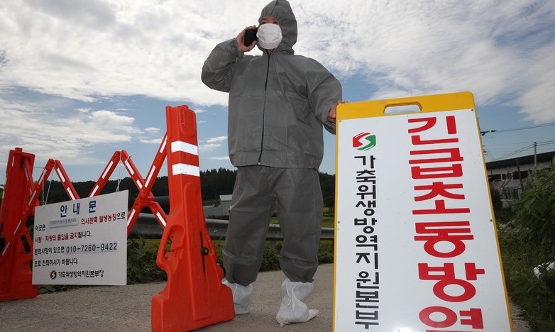 엿새만에…아프리카돼지열병 파주서 10번째 추가 발생