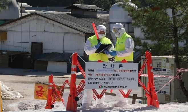 파주서 11번째 아프리카돼지열병 추가 발생…하루 만에 2건