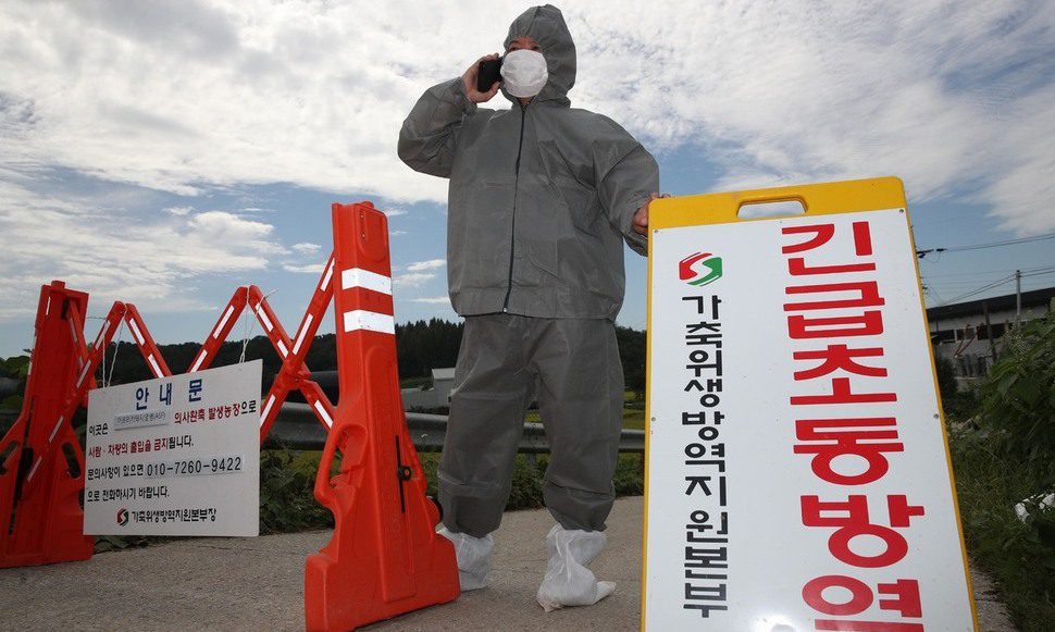 경기 포천 아프리카돼지열병 의심사례 ‘음성’ 판명