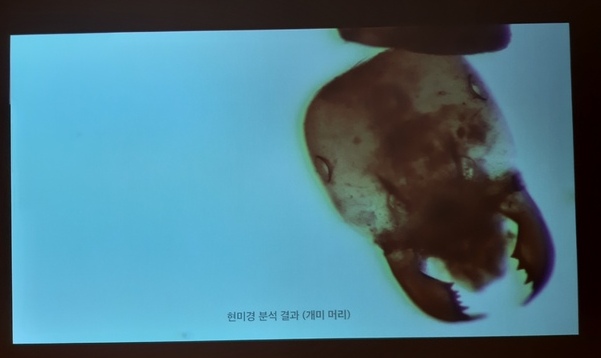 조선왕실 여인들은 왜 ‘개미’를 화장품으로 썼을까
