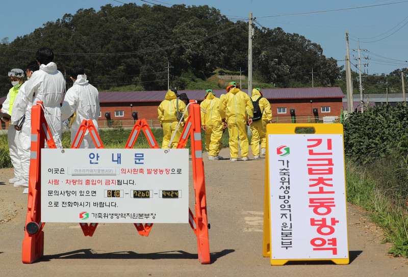 지난달 18일 오전 경기도 연천군의 한 양돈농가에서 아프리카돼지열병(ASF)이 발생해 살처분 작업을 위해 관계자들이 이동하고 있다. 연천/신소영 기자 viator@hani.co.kr