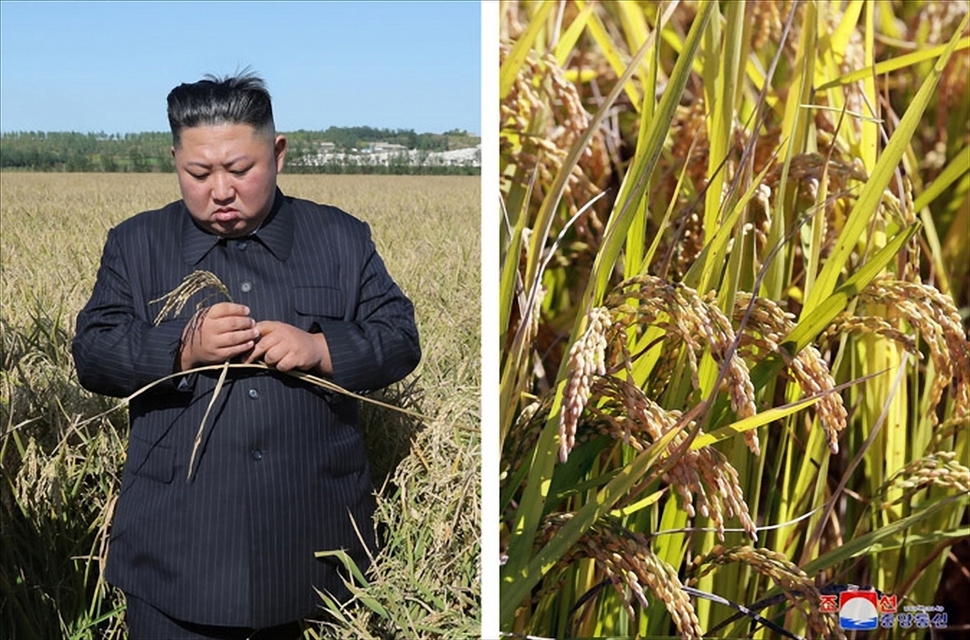 김정은 북한 국무위원장이 “나라의 종합적인 종자연구개발 기지”로 불리는 조선인민군 제810부대 산하 1116호 농장을 현지지도했다며 9일 <조선중앙통신>이 공개한 사진. 조선중앙통신 연합뉴스