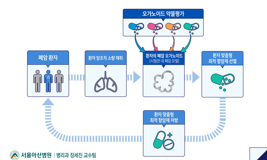 실험용 쥐 대신 맞춤형 항암제 찾는 배양기술 개발 