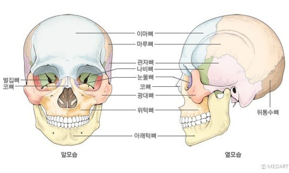 사람 머리뼈 구조에 숨어 있는 황금비율